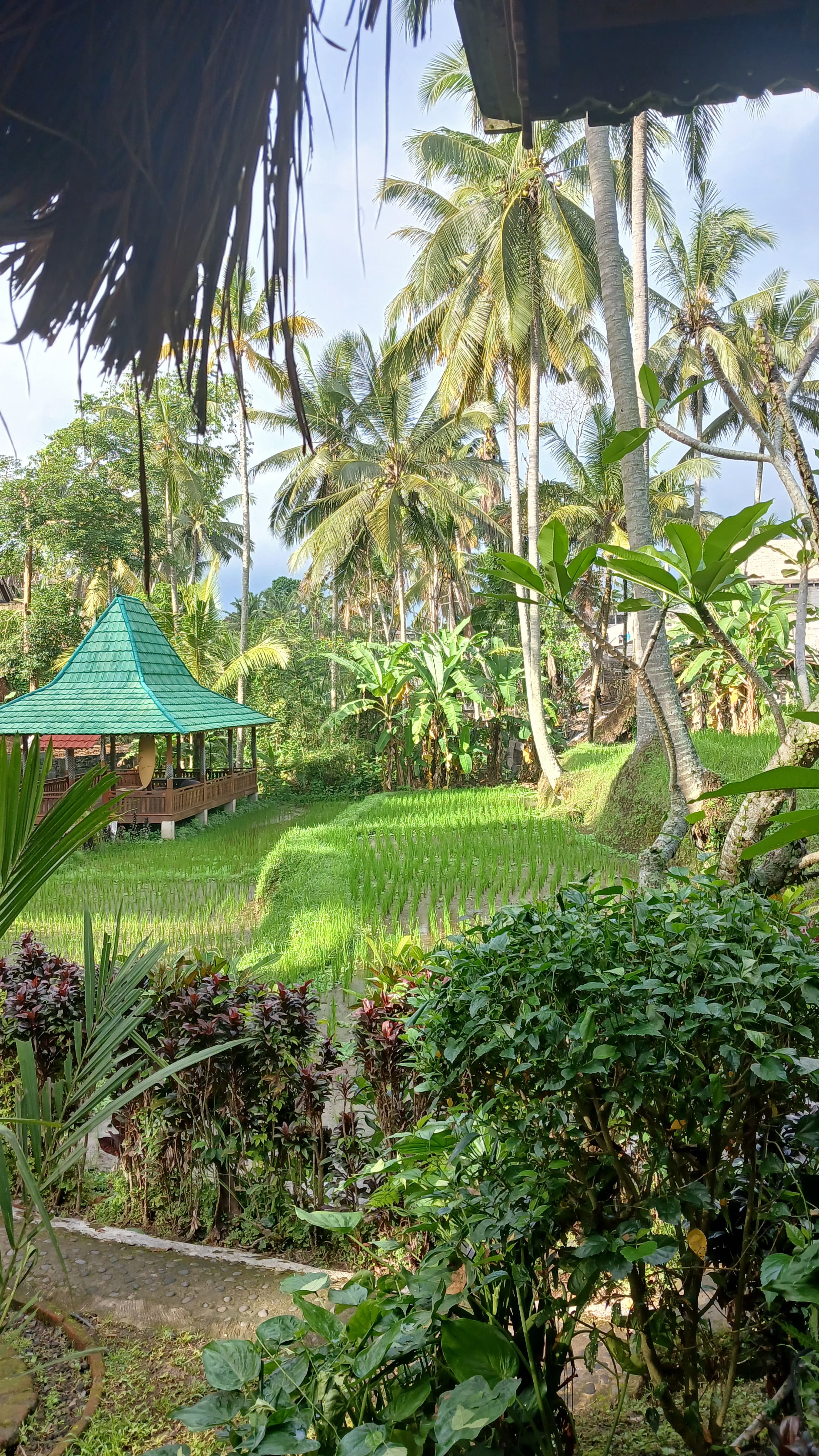Bali — photo 4