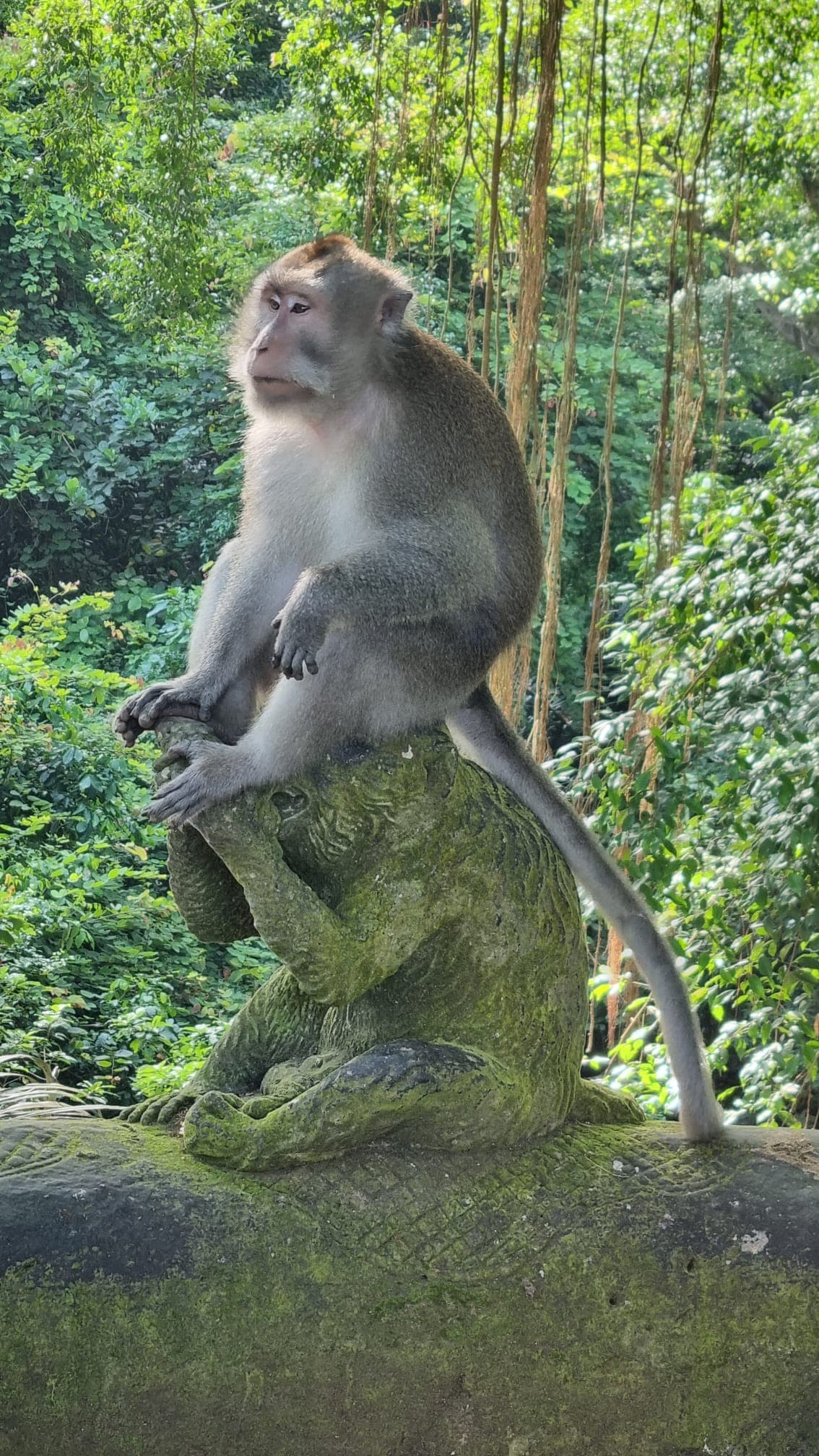 Bali — photo 45